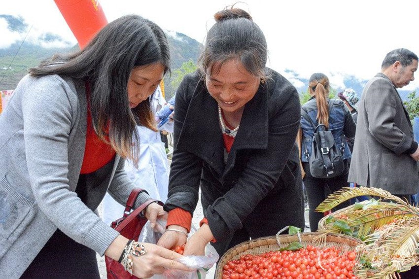 櫻桃紅了，老百姓笑了