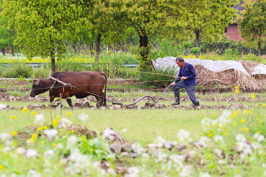 清明將至，各地農(nóng)事忙