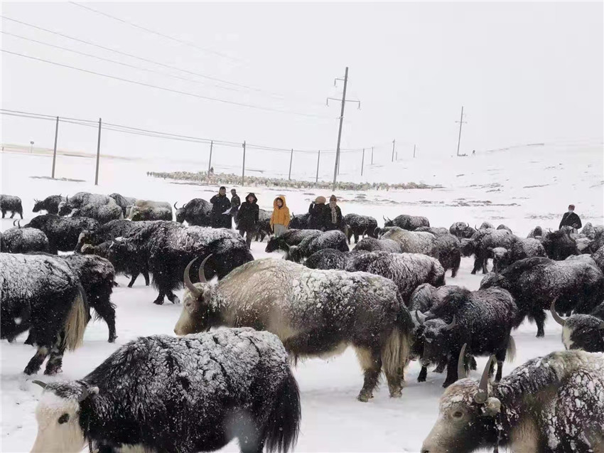 地處“云端之上”生命禁區(qū)“的農(nóng)行石渠支行80后青年益西多吉說”今年疫情流行，大伙冒雪下鄉(xiāng)送金融服務(wù)，新年首日就為農(nóng)戶發(fā)放了3000多萬元，點亮百姓牦牛致富夢，疫情終將過去，筑夢春天，我們協(xié)力點燃牧民發(fā)展信心“.jpg