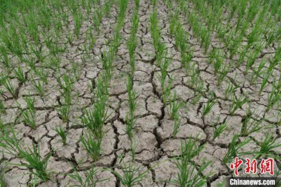 閬中市木蘭.jpg 閬中市木蘭.jpg