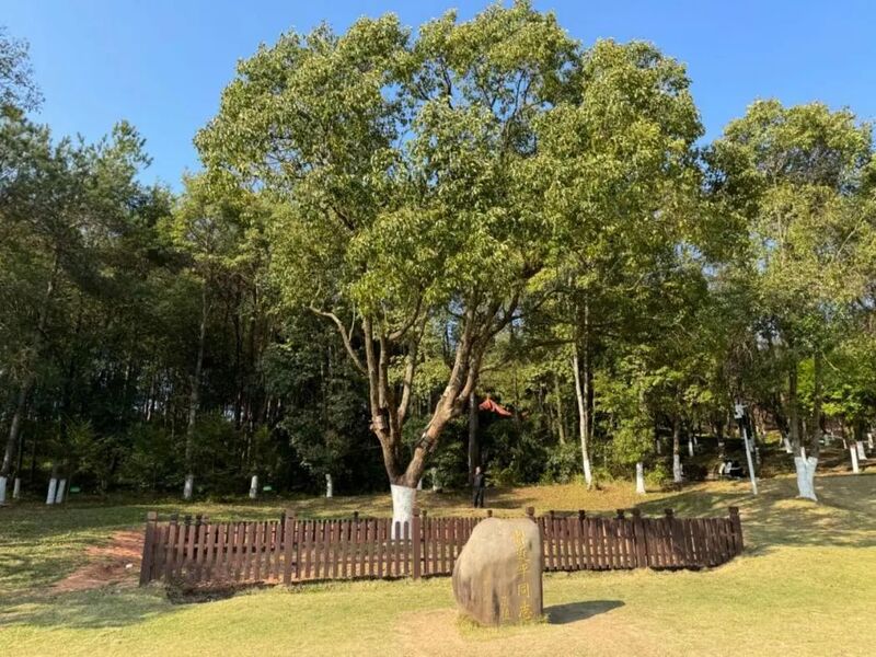 習(xí)近平同志為福建省長(zhǎng)汀縣水土保持科教園捐種的香樟樹。圖源：學(xué)習(xí)時(shí)報(bào)